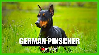 German Pinscher Facts