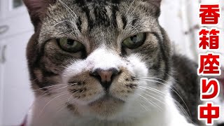 気づいたら真後ろで香箱座りしてる猫リキちゃん【リキちゃんねる・猫動画】Cat video　きじしろねこのいる暮らし