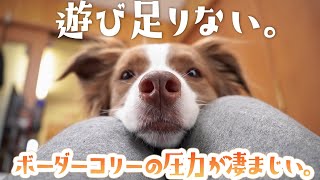 【あごのせ催促】かまってちゃんボーダーコリーが可愛すぎた【夏休みの日常】