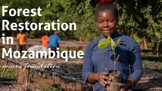 Soneva Foundation Forest Restoration in Mozambique Short Version