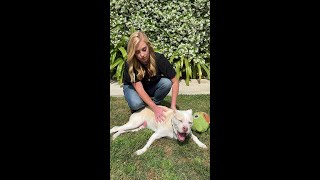 Watch our live streaming special: Rescue Me - California Adopt-a-pet Day