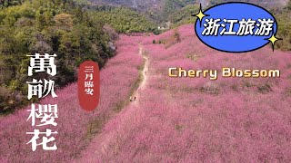 800亩樱花｜临安米积村赏樱秘境🌸｜Cherry blossoms