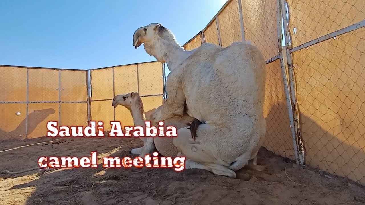 Camel Meeting Saudi Arabia Camel Mating Male With Female Camel Meeting ...