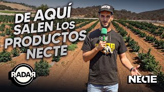 Conociendo los sembradíos de BAJA GREEN LABS | RADAR con Adrián Marcelo