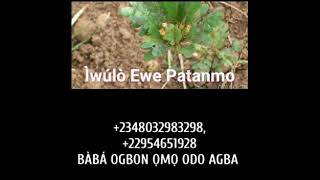 ASIRI ÌWULO EWE PATANMO PART ONE, +2348032983298, +22954651928, +2250506134943