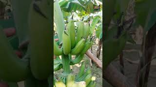 🌱 Banana Farming: Quick Guide for High Yields! 🍌 কলা চাষ। केले का खेत। BANANA FARMING