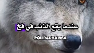 عندما يقع الذئب في فخ .....