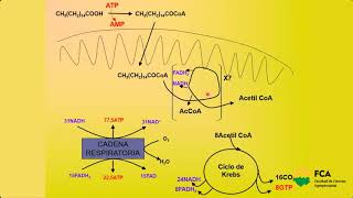 Integración del Metabolismo (Parte 1)