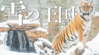 雪の王国 / Nasu Animal Kingdom with snow