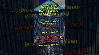 cara cepat agar murai batu ambrol saat mabung  #muraibatu