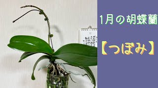 2025年1月5日　1月の胡蝶蘭　【つぼみ】　少しずつ大きくなる蕾　1月の下旬頃には咲いてくる🌸　満開を待たずに切って植え替えや胴切りに備える　初花にワクワク😄