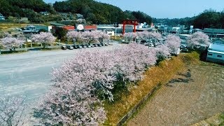 満開の桜と川 扇森稲荷神社 こうとうさま ドローン映像 4K 2018年3月