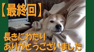 【甲斐犬・柴犬】ついに最終回＝！【伸長式ドレッサーデスク#08】