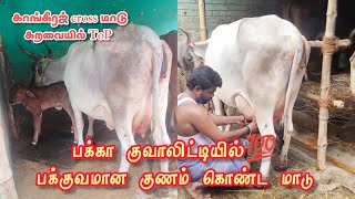 Pakka quality kangeraj cross மாடு விற்பனைக்கு நல்ல குணம் கொண்ட காங்ரேஜ் கன்று மாடு #cowsales #farms