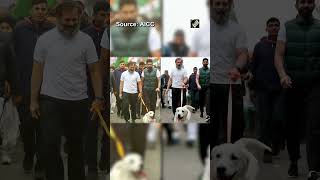 Rahul Gandhi walks with a dog during ‘Bharat Jodo Yatra’