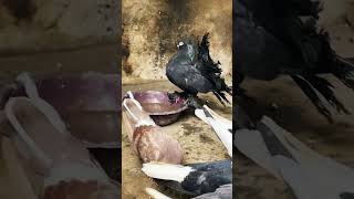 #pigeon #petvlogger #minivlog #vlog #birds #petlover #kabutar #pigeonpigeon #bird #pigeion #viral