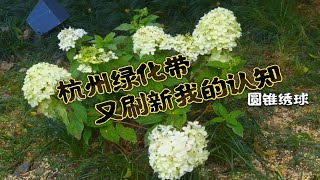 【杭州绿化带】你老这样搞事情！！！