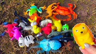 Learn Zoo Animals and Facts with Magical Outdoor Playtime! Orca, Shark, Frog, Lion, Tiger