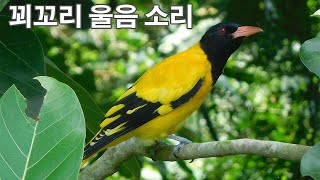 새소리 꾀꼬리 울음소리 소리의 대명사 새 소리의 여왕 꾀꼬리 우는 소리 Bird, Oriole sound