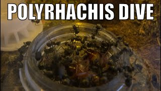 Polyrhachis Dive