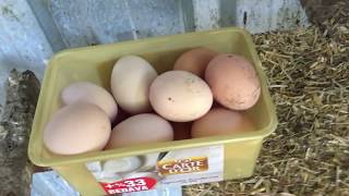 Folluklardan yumurta toplama ve tavukları bahçeye salma - Chicken Egg Collecting