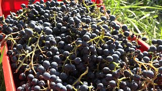 Cresce la qualità del vino bellunese