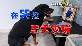 狗狗杰瑞守着主人的照片哭了3年，泪水化成了思念，故事让人感动