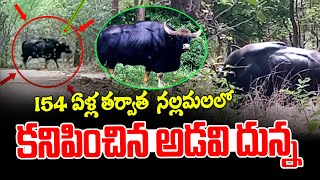 154 ఏళ్ల తర్వాత నల్లమలలో కనిపించిన అడవి దున్న..  | After 150 Years Wild Bull | News Line Telugu