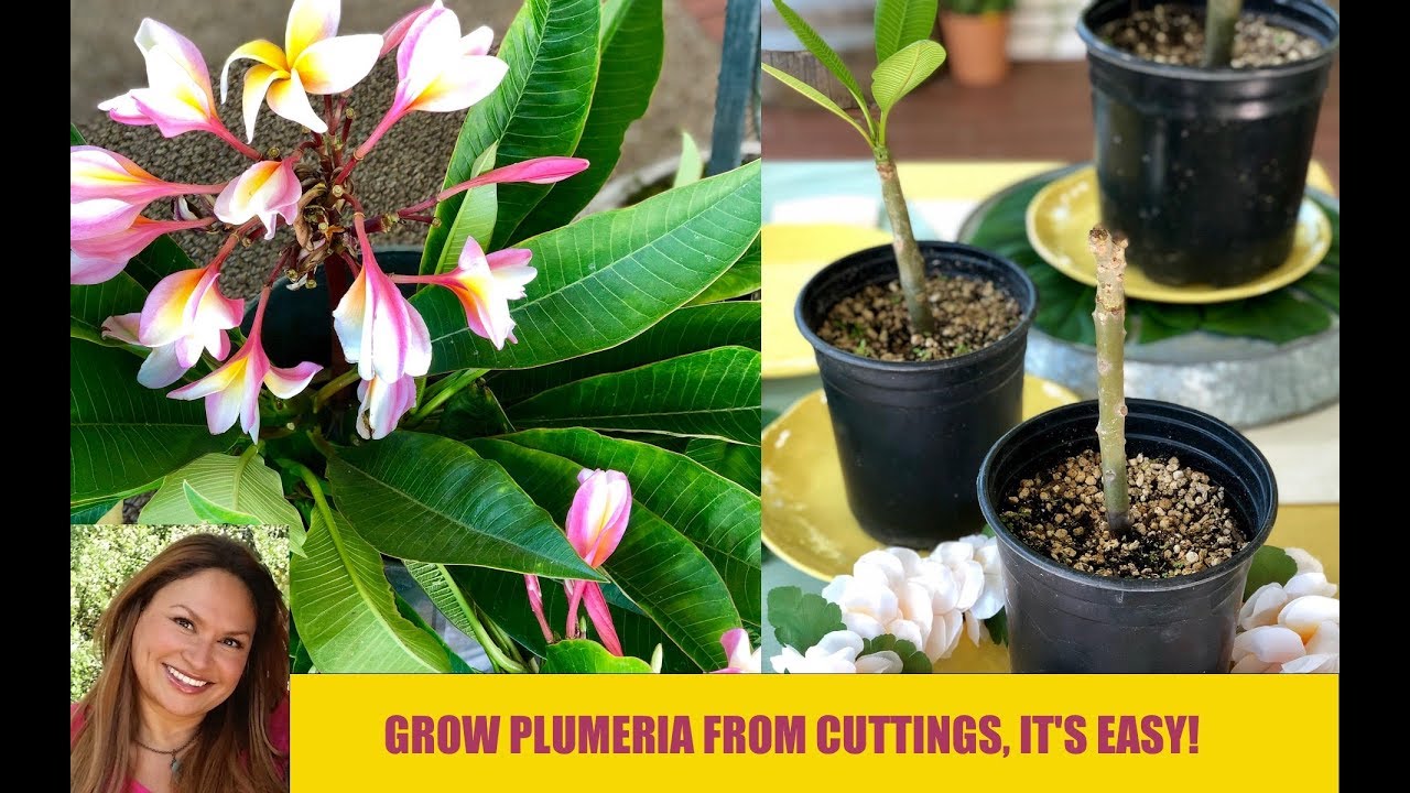 PLUMERIA CUTTINGS 🌿 BASIC PLUMERIA CARE 🌿Plant Propagation /Shirley ...