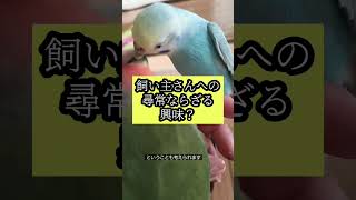 インコちゃんが飼い主さんの口の中に入ろうとする理由 #セキセイインコ #コザクラインコ #可愛い #ショート #lovebird #かわいい