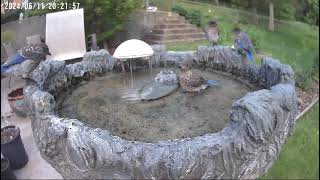 The first 4 bluebirds fledgling in birdbath