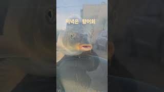 저녁은 향어회