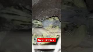 Newly Parrots Chicks | Tooty k bachy | Australian Parrot baby voice | #chicks #cute #cutebirds
