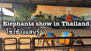 Elephants show in Thailand  | โชว์ช้างแสนรู้ สวนสัตว์ ศรีอยุธยา ไลอ้อนปาร์ค