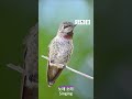 세계에서 제일 작은 새의 큰소리 hummingbird sound @snb