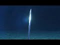 10 Strange Deep Ocean Creatures Found by ROVs in the Past 5 Years