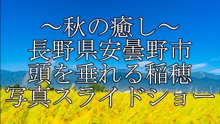 ～秋の癒し～　長野県安曇野市　頭を垂れる稲穂　写真スライドショー　【4K】