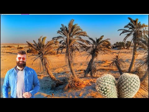 What type of plants live in the Sahara Desert?