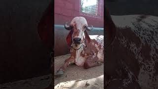 pure kabri gir cow