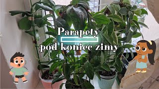 Parapety pod koniec zimy