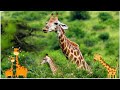 Giraffe Song|  Kids songs| Songs for kids| Nursery rhyme| Music for children| Animal songs