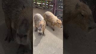 止まらないカピバラ#capybara #動物園 #癒し #animals