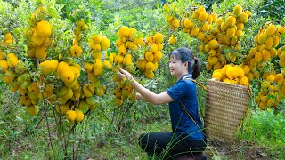 How To Harvest Yellow Immortal Fruit Goes to market sell - Harvesting and Cooking | Luyến Harvesting