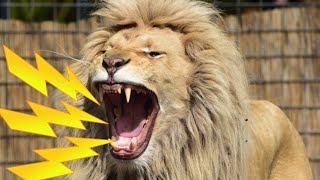 INTENSE Lion Roaring Sounds | Scary Lions Roar Sound Effect!