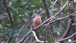 Mountain Bulbul Eating (in Hong Kong)