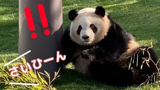 飼育員さんに呼ばれた時の顔が...😂彩浜 癒しのまったりゴロゴロ遊び🐼アドベンチャーワールド パンダ giantpanda