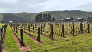 JAMESSUCKLING.COM - New Zealand Wine: An Unexpected Journey