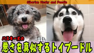 ハスキー犬のいたずらを真似するトイプードルが面白い Husky and Poodle