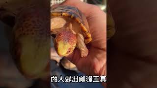 不花一分钱，也能把乌龟养漂亮的方法，天然发色剂你学会了吗？ #001