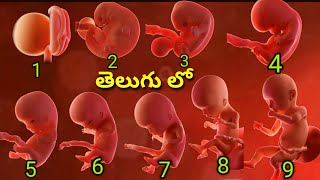 1 month to 9 month baby growth in telugu, ,1 to 9 months pregnant baby size in telugu,1 to 9 months